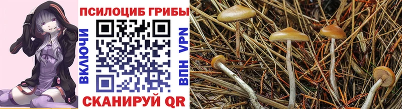 Галлюциногенные грибы Psilocybe  Каргополь 